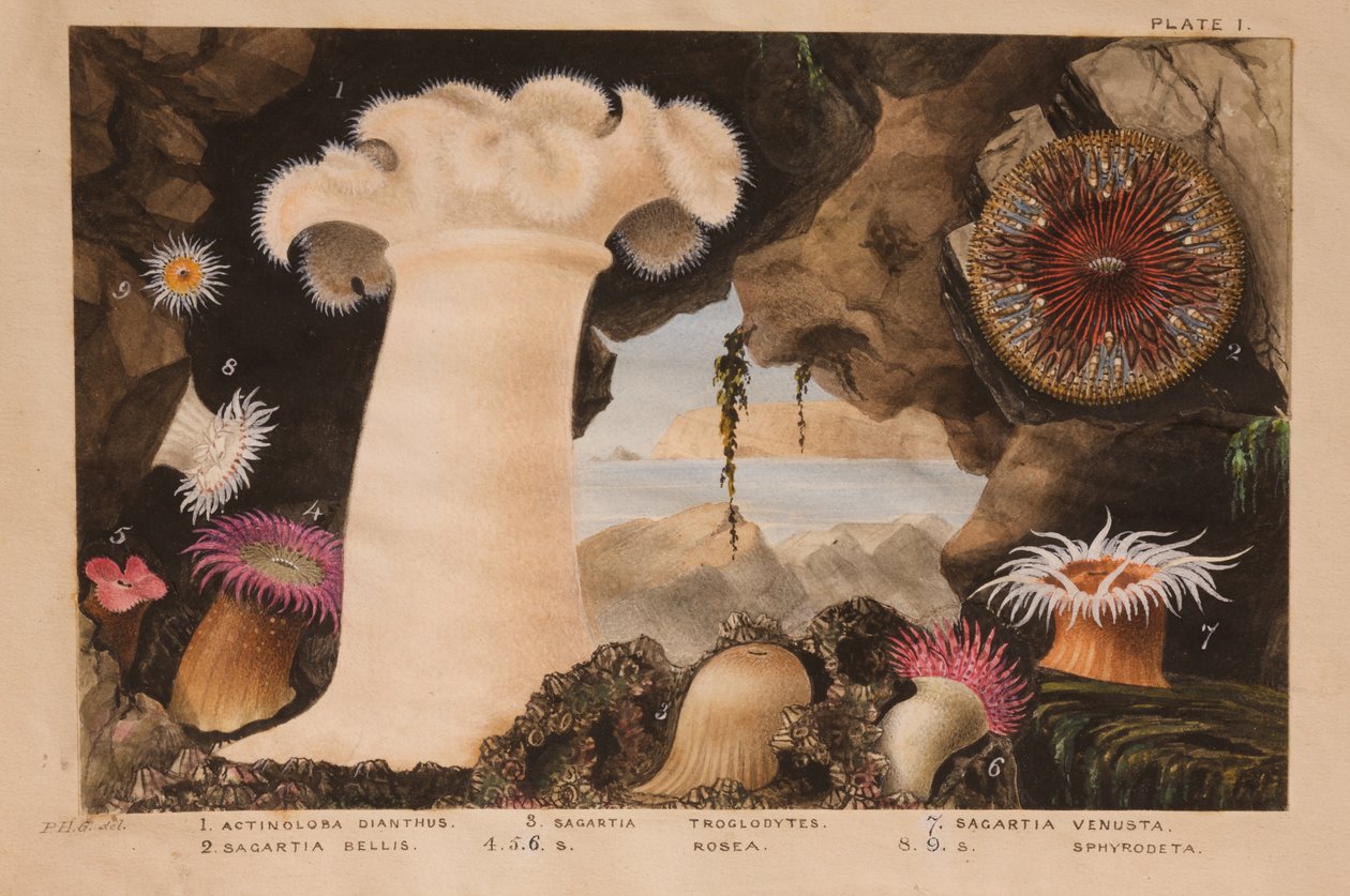 اللوحة الأولى ، دراسة عن "Actinologia Britannica: A History of the British Sea Anemones and Corals" ، c.1858-60 (الجرافيت ، wc und gouache على الورق) بواسطة فيليب هنري جوس