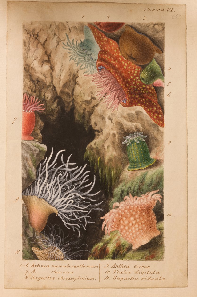 اللوحة السادسة ، دراسة عن "Actinologia Britannica: A History of the British Sea Anemones and Corals" ، c.1858-60 (الجرافيت ، wc und gouache على الورق) بواسطة فيليب هنري جوس