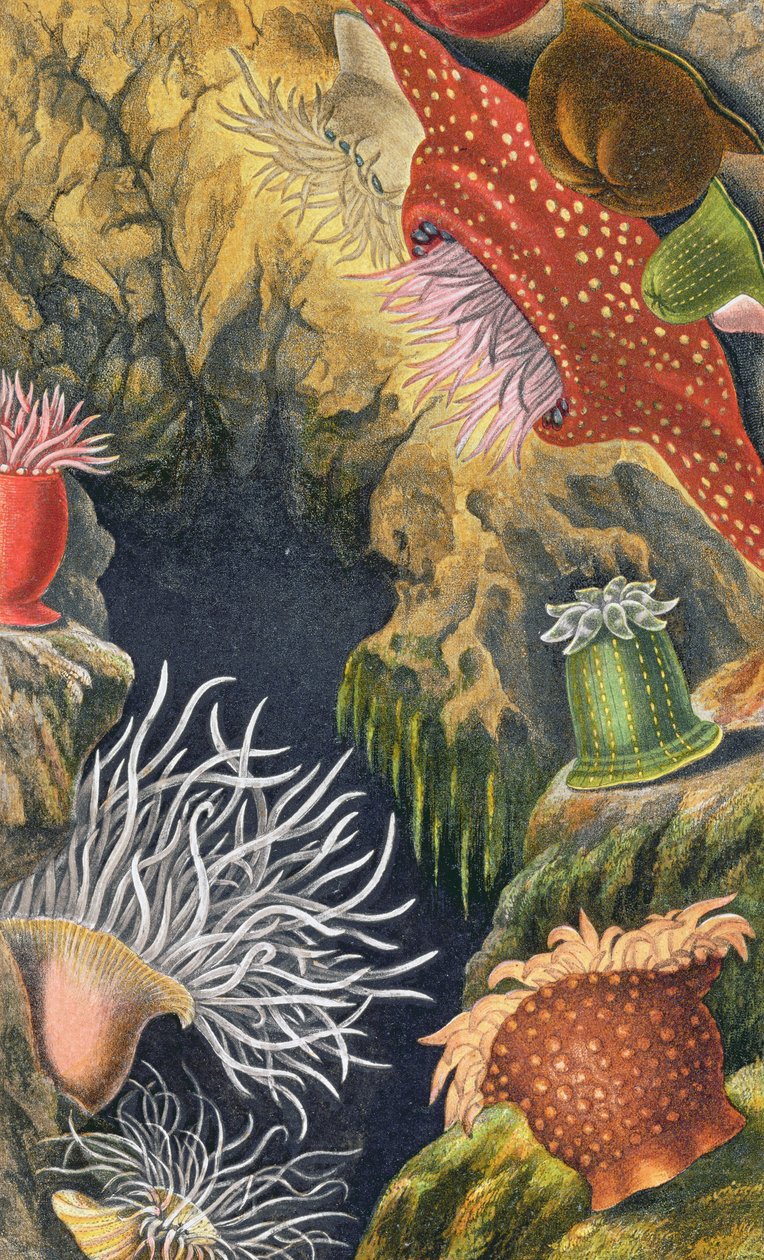 The Diadem Pimplet ، اللوحة السادسة من "Actinologia Britannica: A History of the British Sea Anemones and Corals" ، 1860 (chromolitho) بواسطة فيليب هنري جوس
