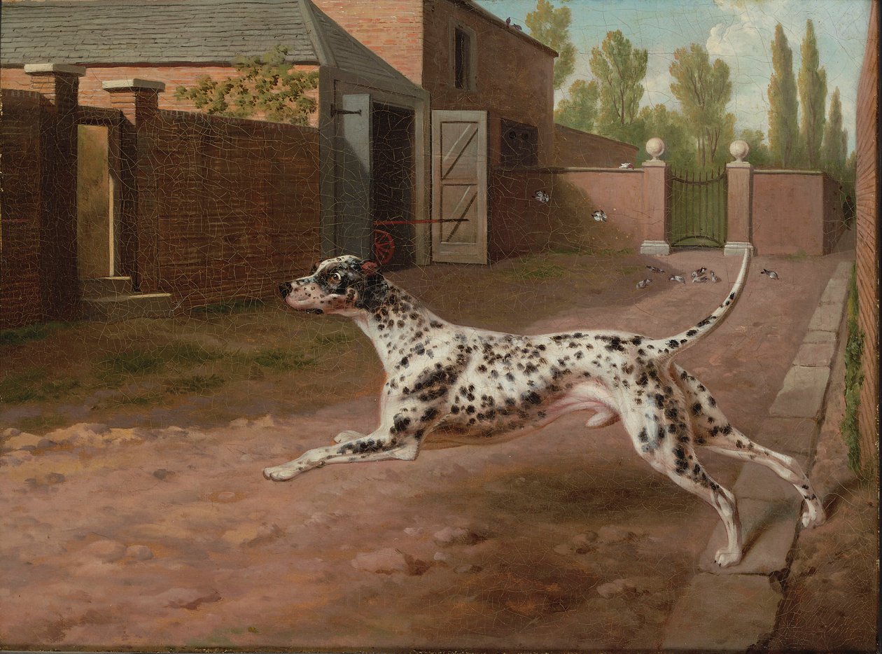 A Dalmation يعمل في ساحة مستقرة بواسطة فيليب ريناجل