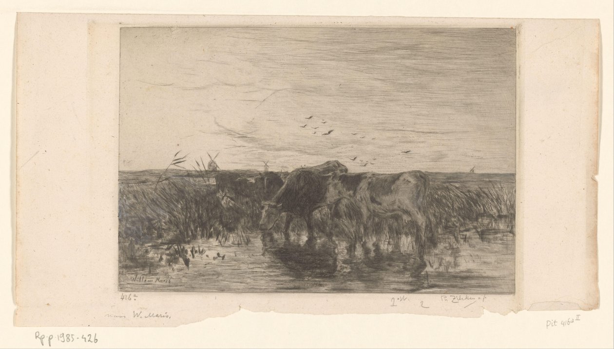 أبقار بالقرب من الماء في مرعى Vaches au bord de l