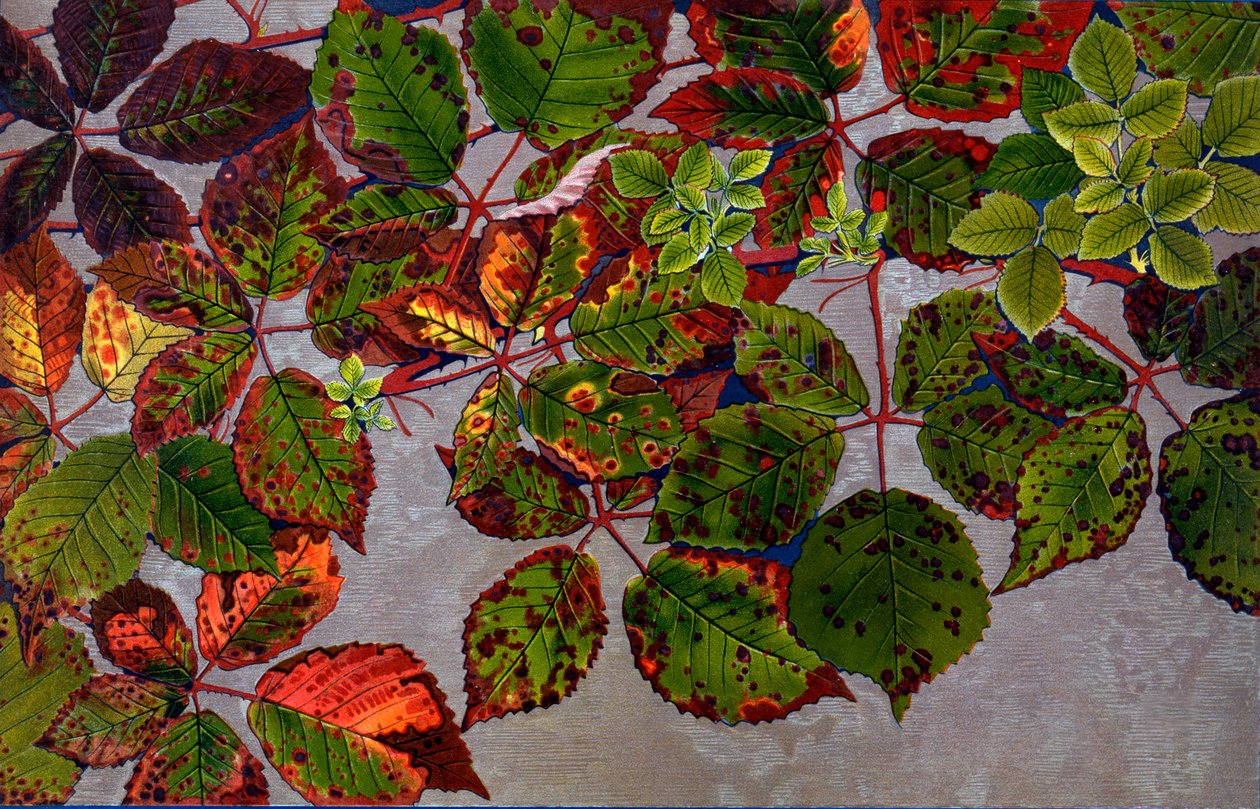 هجوم على فطر روبيك فروتيكوسوس بفطر الورد Phragmidium Violaceum، 1907-09 (حفر ضوئي) بواسطة فيليب روبرت