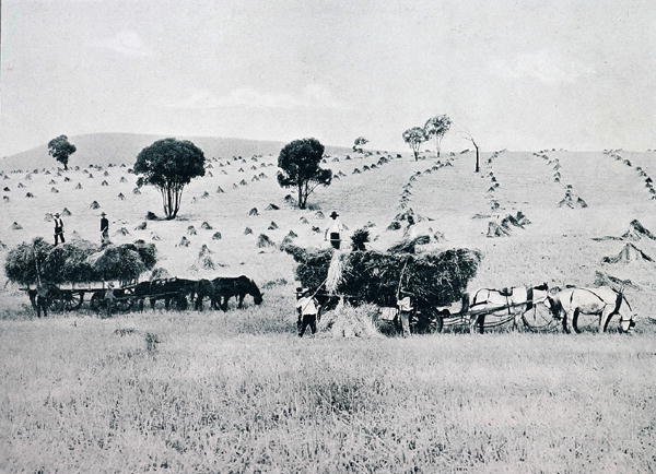 الحصاد ، نيو ساوث ويلز ، حوالي عام 1900 ، من "Under the Southern Cross - Glimpses of Australia" ، الذي نشرته وزارة الشؤون الخارجية ، ملبورن بواسطة مصور فوتوغرافي استرالي