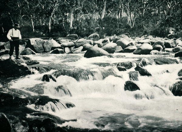 منحدرات التراوت في Snowy River ، Jindabyne ، نيو ساوث ويلز ، حوالي عام 1900 ، من "Under the Southern Cross - Glimpses of Australia" ، الذي نشرته وزارة الشؤون الخارجية ، ملبورن بواسطة مصور فوتوغرافي استرالي