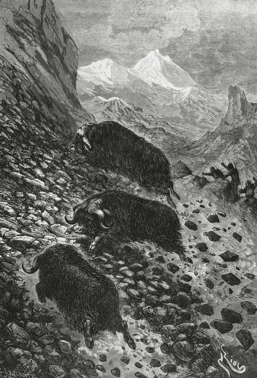 Musk oxen, woodcut by Edouard Riou (1833-1900) بواسطة بليز نيكولا لو سوير