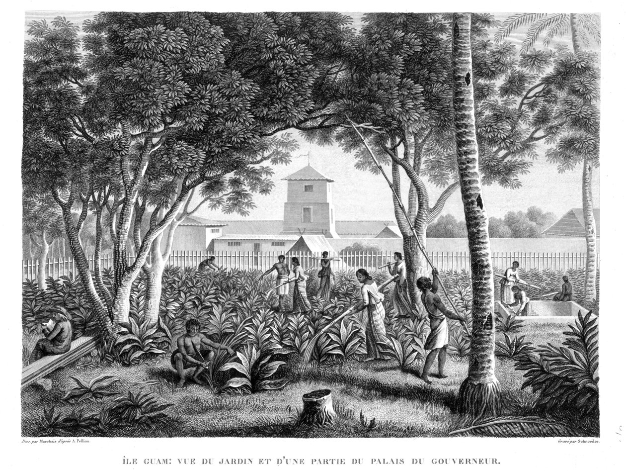 جزيرة غوام: مواطنون في العمل في حديقة قصر الحاكم ، من "فوياج أوتور دو موند" (1817-20) "، بقلم لويس كلود ديساولس دي فريسينت (1779-1842) ، منقوش بواسطة شرودر ، نشر 182 بواسطة بيير أنطوان مارشيس