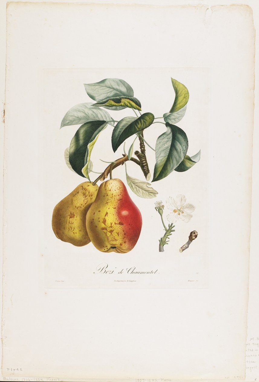 Bezi de Chaumontel (الكمثرى) ، من Traite des Arbres Fruitiers ، 1807-35 (نقش يدوي ملون) بواسطة بيير أنطوان بويتو