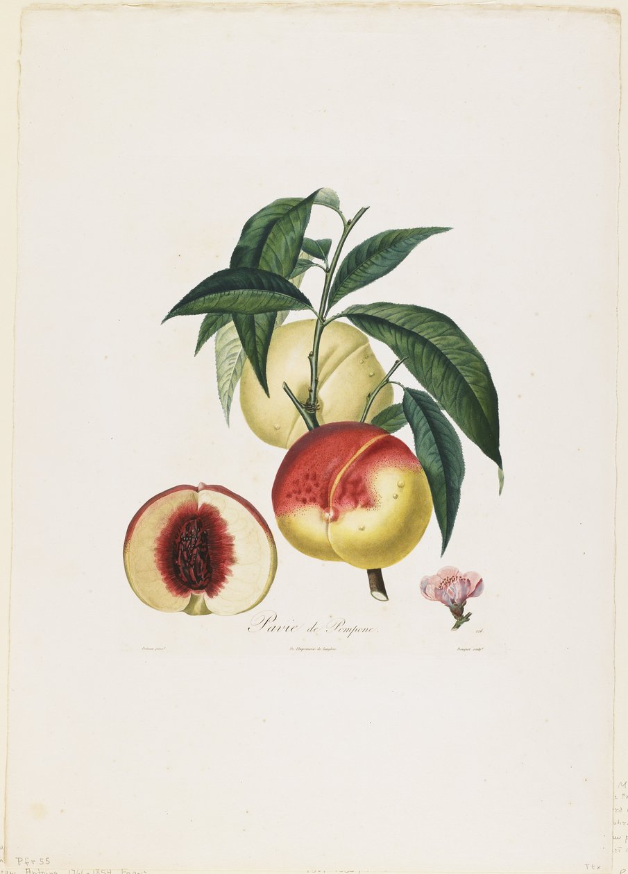 بومبيا بومبيا. (خوخ) ، من Traite des Arbres Fruitiers ، 1807-35 (نقش بخط اليد) بواسطة بيير أنطوان بويتو