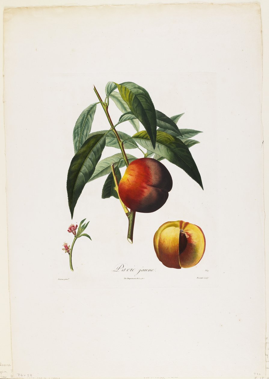بافيا الصفراء. (خوخ) ، من Traite des Arbres Fruitiers ، 1807-35 (نقش بخط اليد) بواسطة بيير أنطوان بويتو