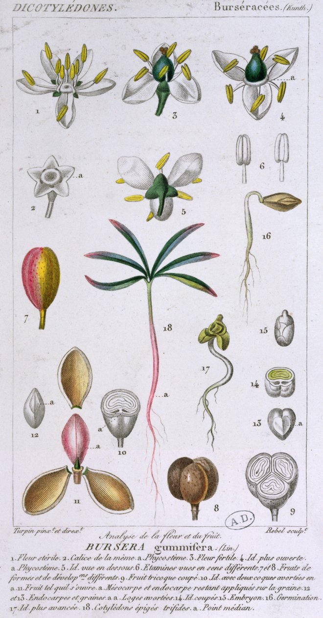 Bursera Gummifera ، محفورة بواسطة Rebel c.1810-20 (نقش ملون) بواسطة بيير جان فرانسوا توربين