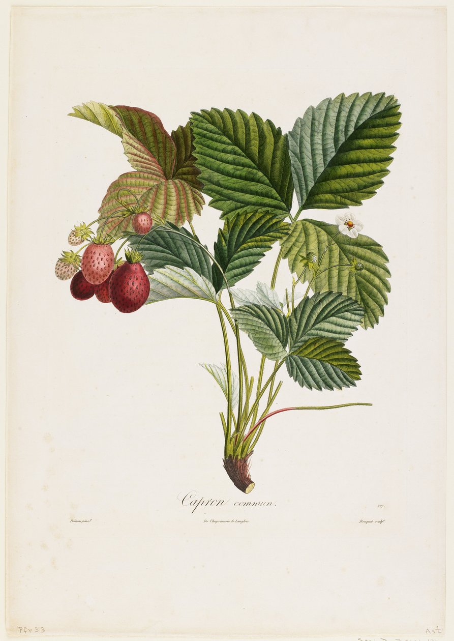 كابرون مشترك. (الفراولة) ، من Traite des Arbres Fruitiers ، 1807-35 (نقش بخط اليد) بواسطة بيير جان فرانسوا توربين