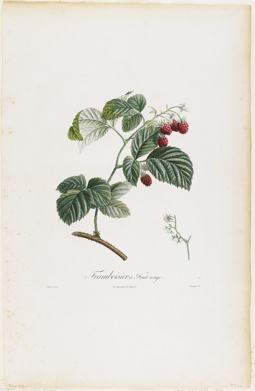 التوت ، من Traite des Arbres Fruitiers ، 1807-35 (نقش نقش ملون باليد) بواسطة بيير جان فرانسوا توربين