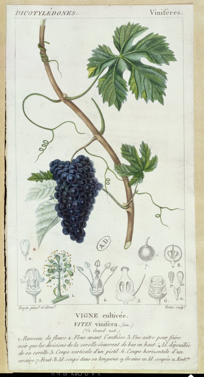 الصفيحة النباتية لكرمة العنب (Vitis Vinifera) ، c.1820 بواسطة بيير جان فرانسوا توربين