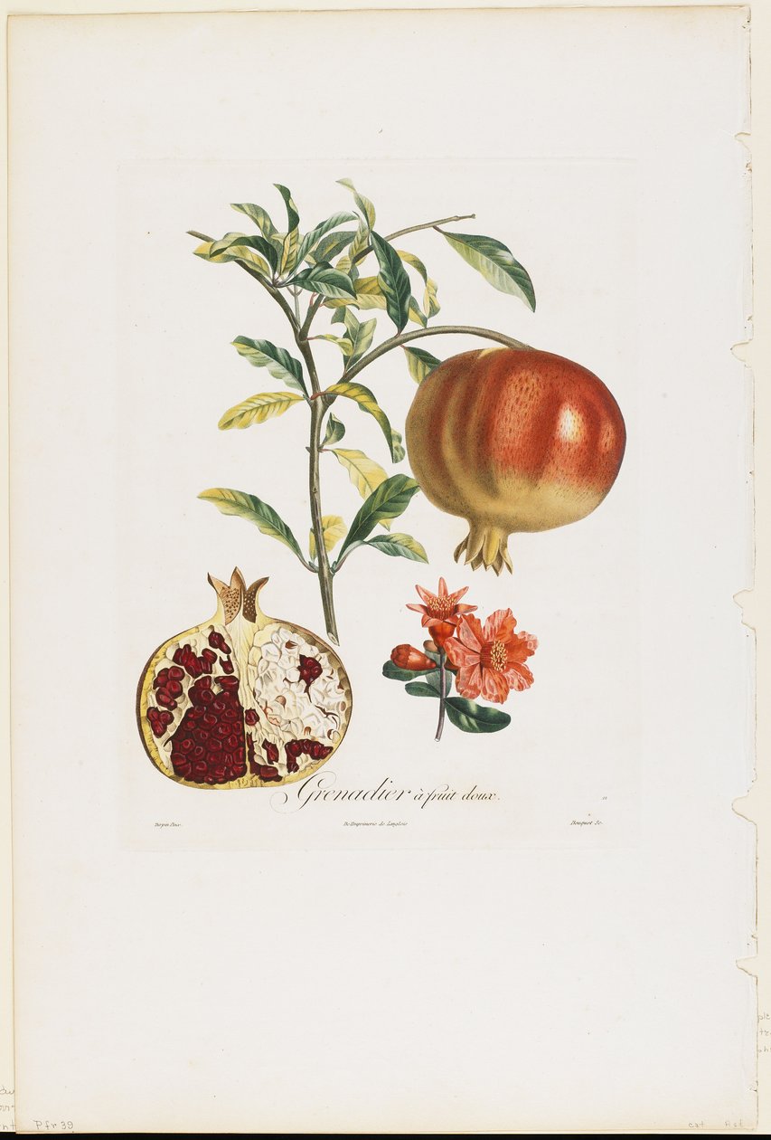 فاكهة الرمان ، من Traite des Arbres Fruitiers ، 1807-35 (نقش بخط اليد) بواسطة بيير جان فرانسوا توربين