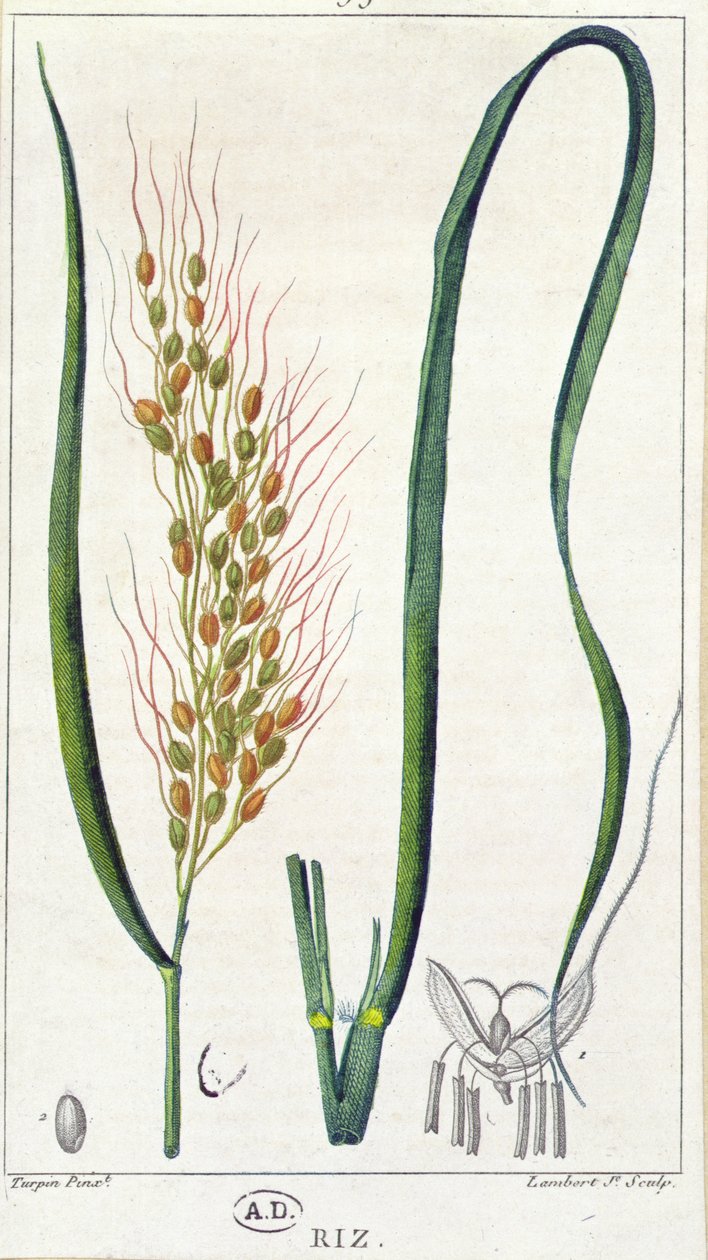 الأرز ، c.1820 (نقش الألوان) بواسطة بيير جان فرانسوا توربين
