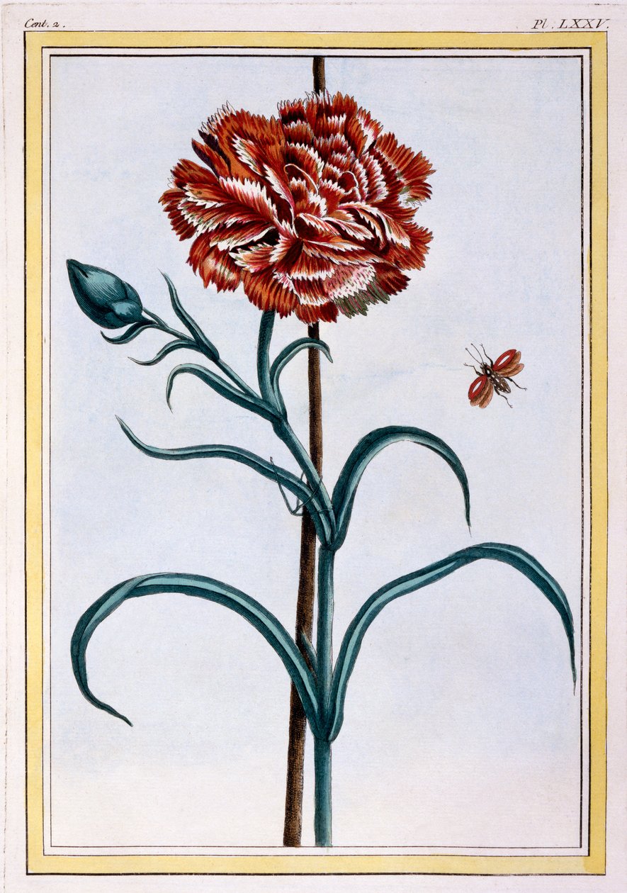 قرنفل ، c.1776 (نقش يدوي) بواسطة بيير جوزيف بوشوز