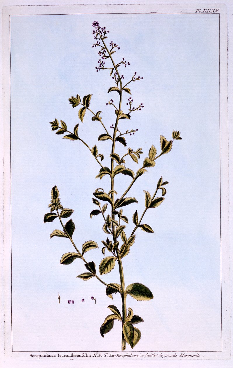 Figwort ، أو Scrofulaira بواسطة بيير جوزيف بوشوز