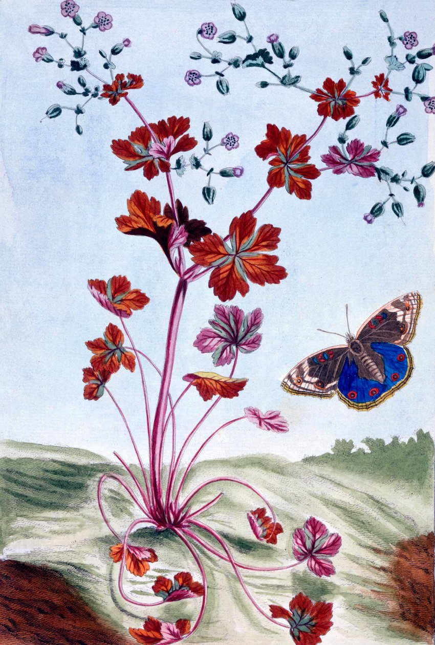 لامع Cranesbill ، ج 1766 (النقش اليدوي) بواسطة بيير جوزيف بوشوز