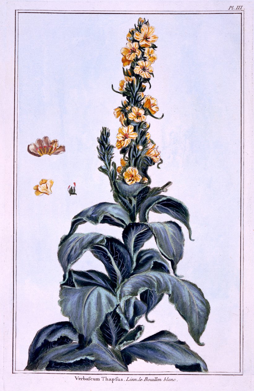 Mullein العظيم بواسطة بيير جوزيف بوشوز