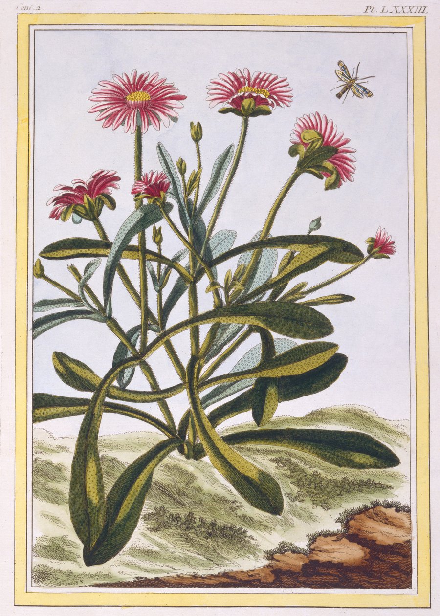La Ficode d&39;Afrique أو Mesembryanthemum ، c.1776 (النقش اليدوي) بواسطة بيير جوزيف بوشوز