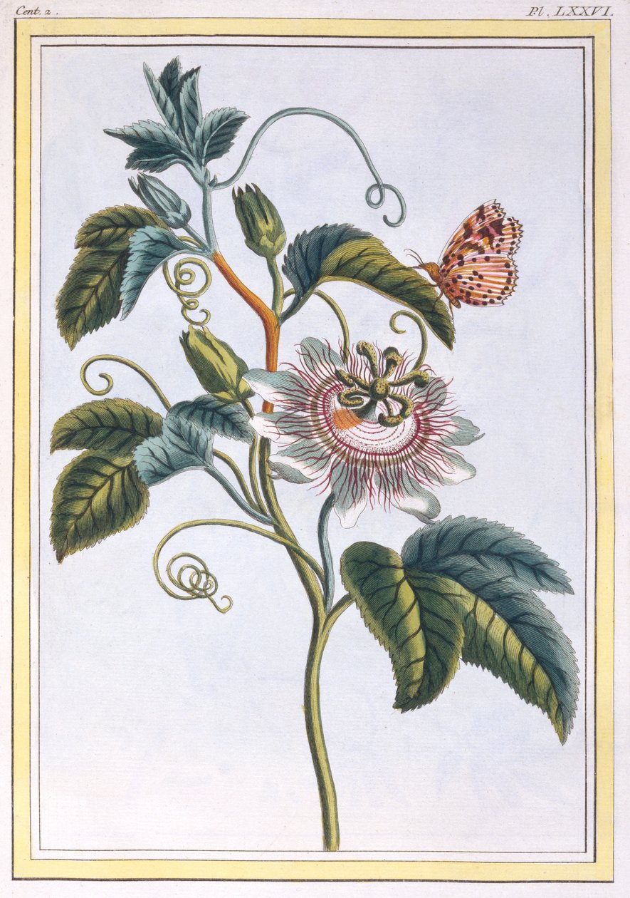 La Grenadille أو Le Maracot (Blue Passion Flower) ، c.1766 (النقش اليدوي) بواسطة بيير جوزيف بوشوز