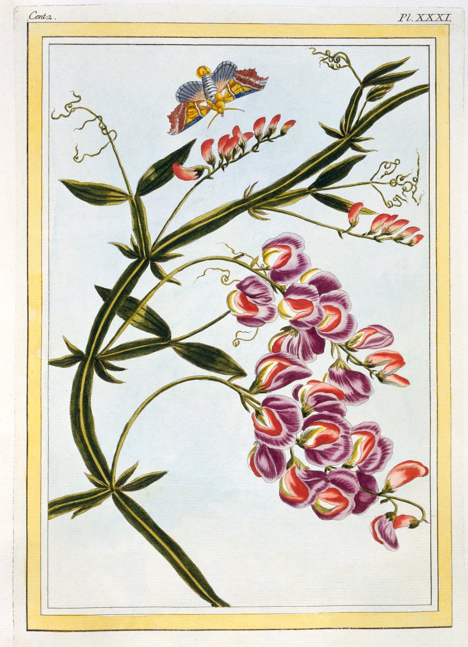 لو غراند لاثيري (بازيلا سويت بازيلا) ، c.1776 (نقش يدوي) بواسطة بيير جوزيف بوشوز