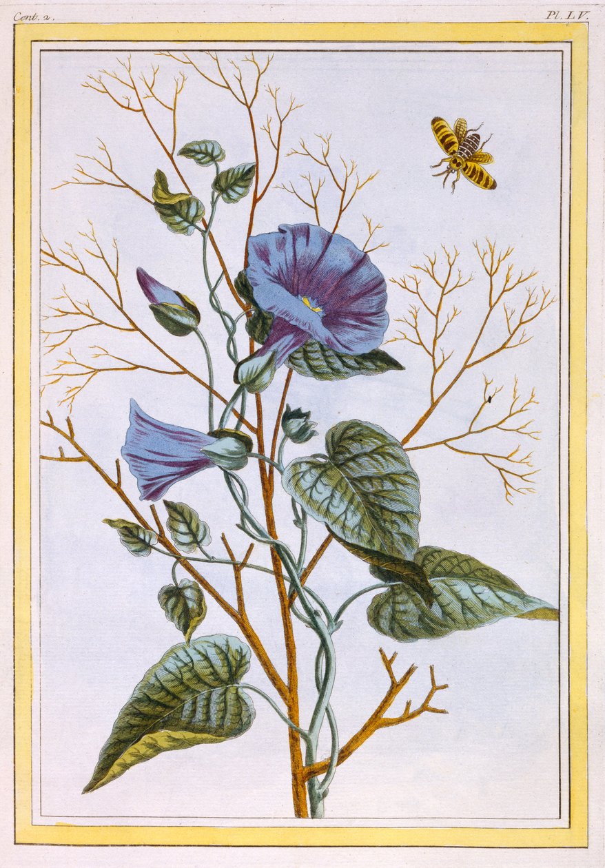 Le Grand Liseron Violet (Convovlus) ، c.1776 (النقش اليدوي) بواسطة بيير جوزيف بوشوز