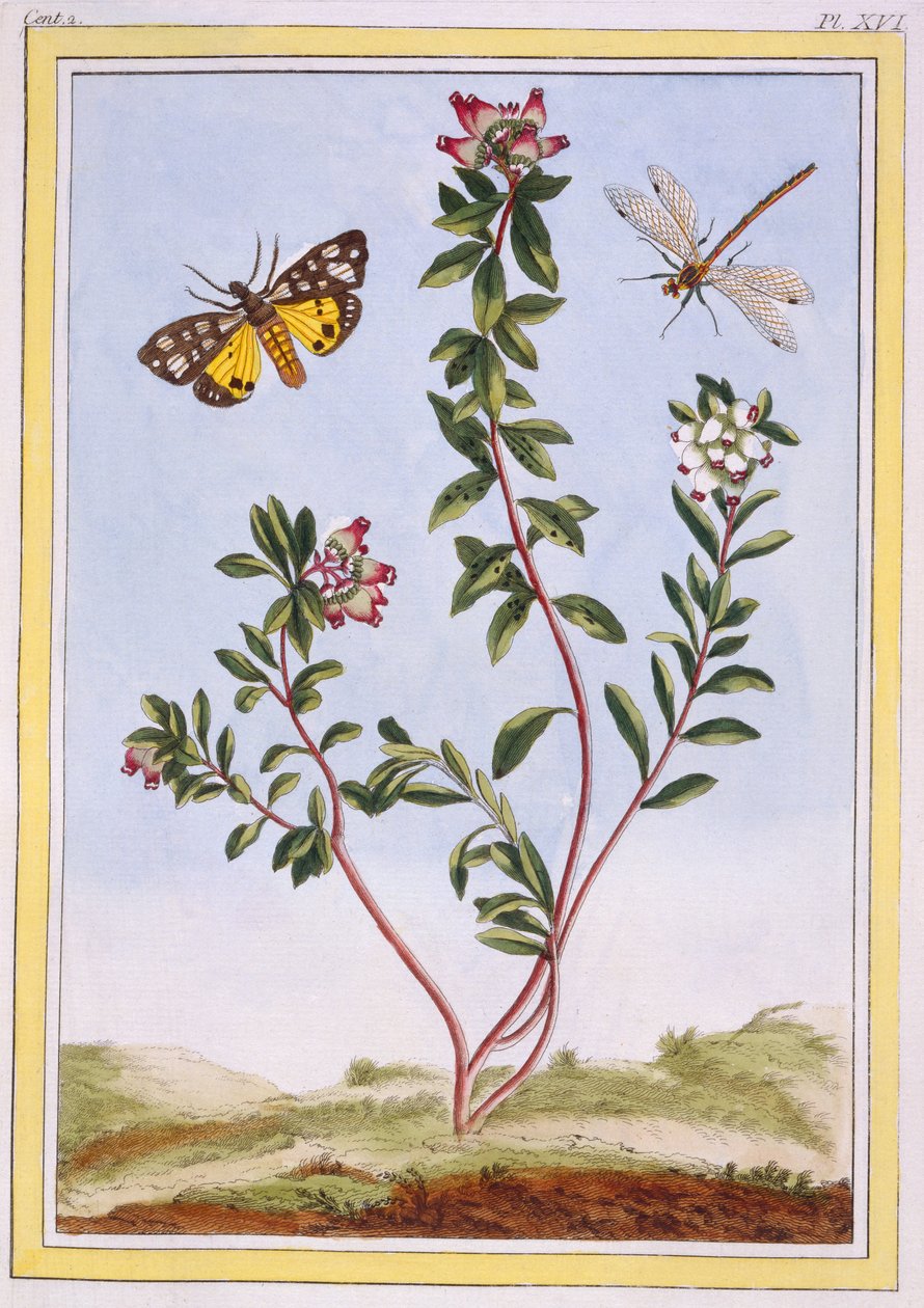 Le Petit arbousier des Alpes (Mountain heather) ، c. 1776 (النقش اليدوي) بواسطة بيير جوزيف بوشوز
