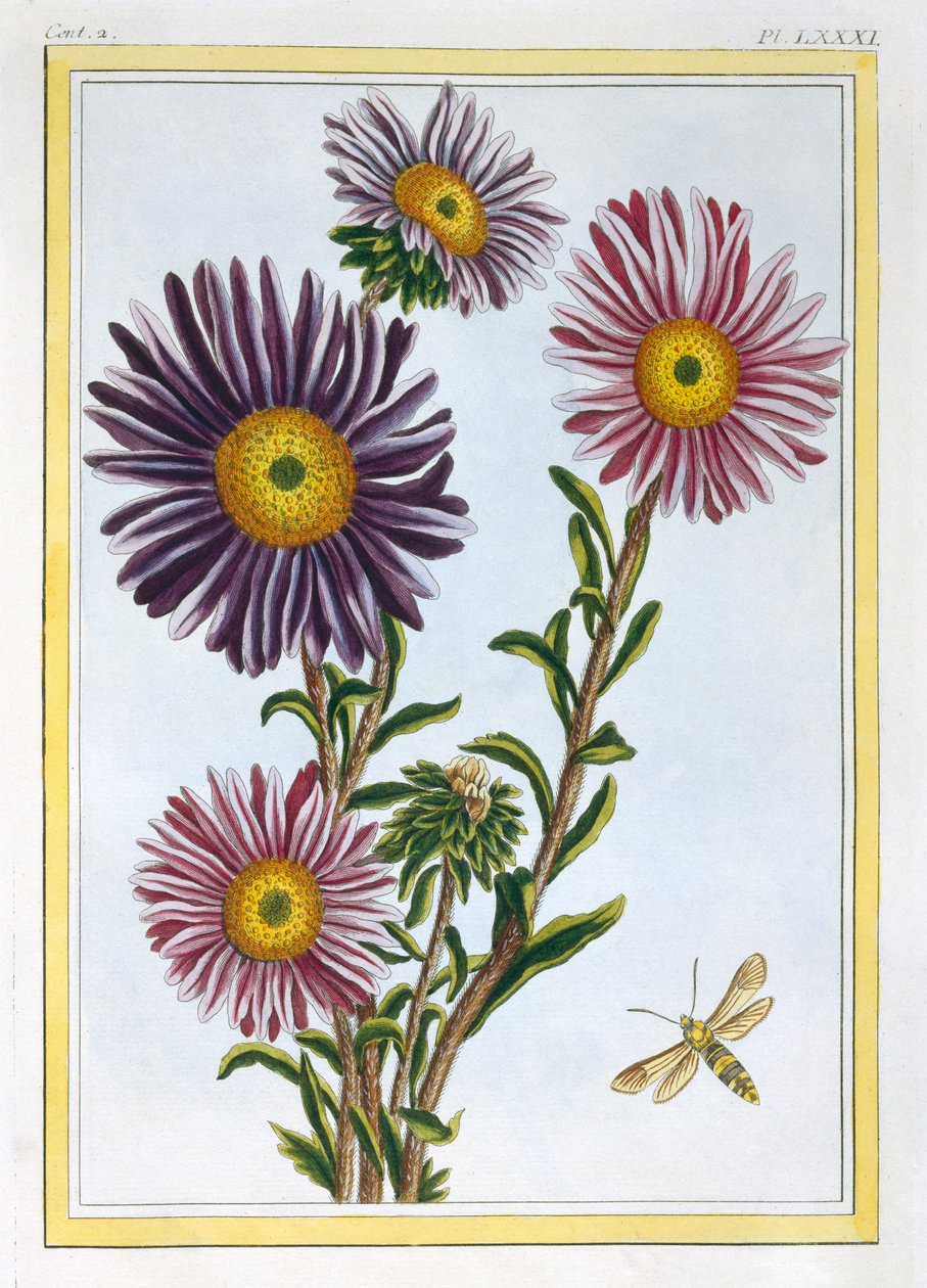 ليفينغستون ديزي دوروثانثوس ، c.1776 (النقش اليدوي) بواسطة بيير جوزيف بوشوز