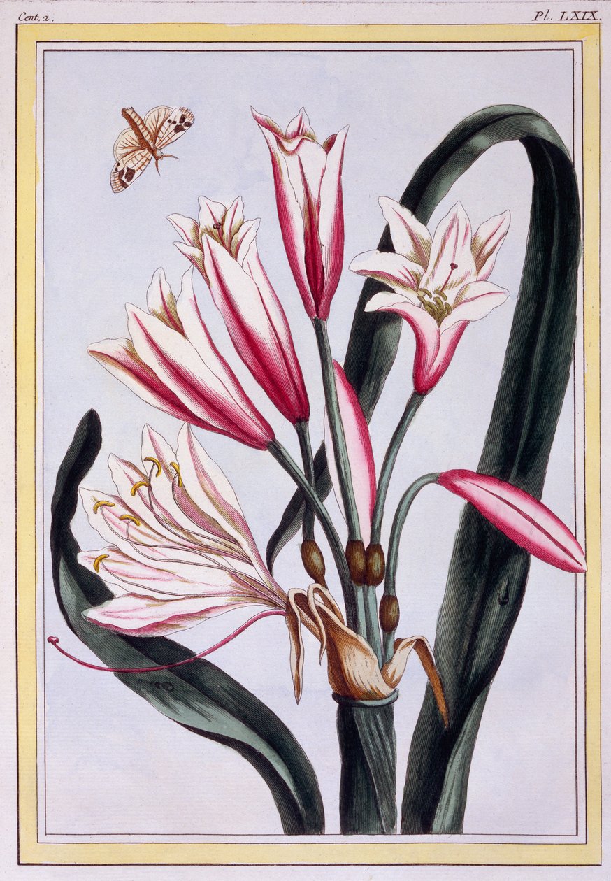 Long Leaved Amaryllis ، c.1776 (النقش اليدوي) بواسطة بيير جوزيف بوشوز