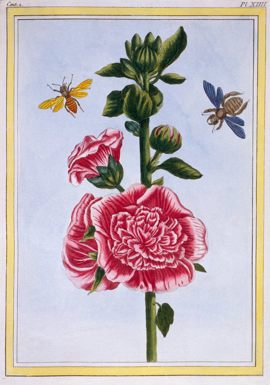 Passerose (Hollyhock) ، c.1776 (النقش اليدوي) بواسطة بيير جوزيف بوشوز
