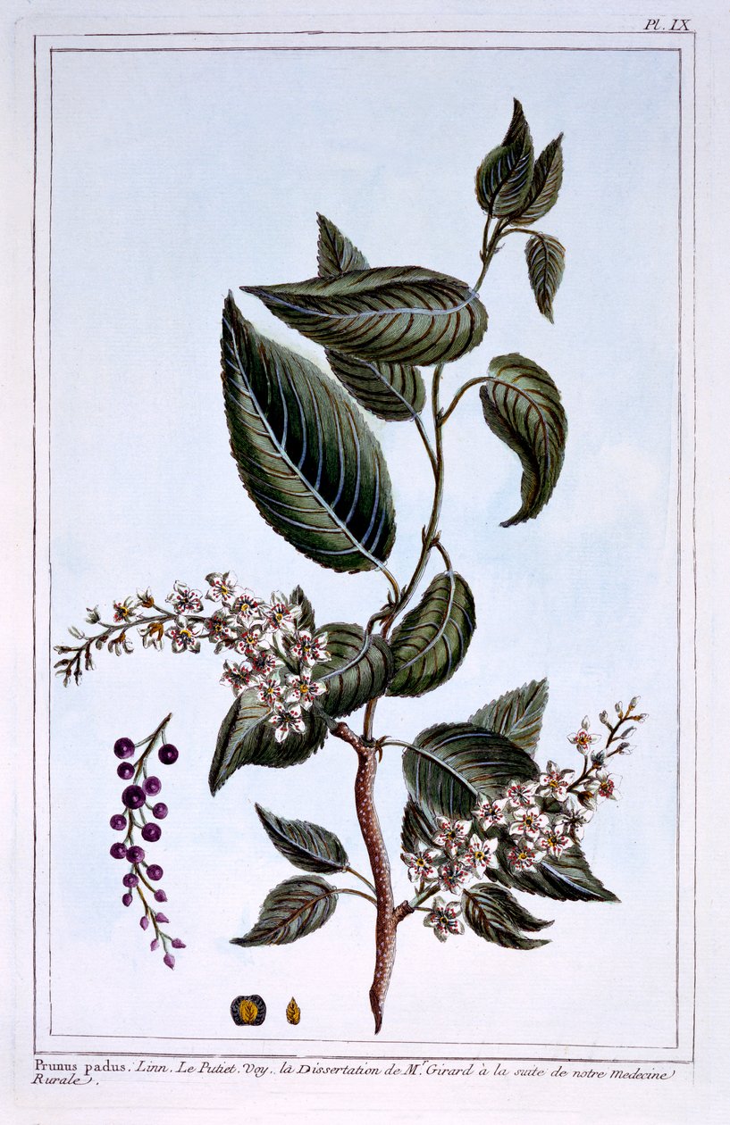 Prunus padus أو Bird Cherry ، توضيح من "مجموعة Precieuse et Enluminee Des Floura" ، بقلم بيير جوزيف بوتشوز ، نشر 1776 بواسطة بيير جوزيف بوشوز