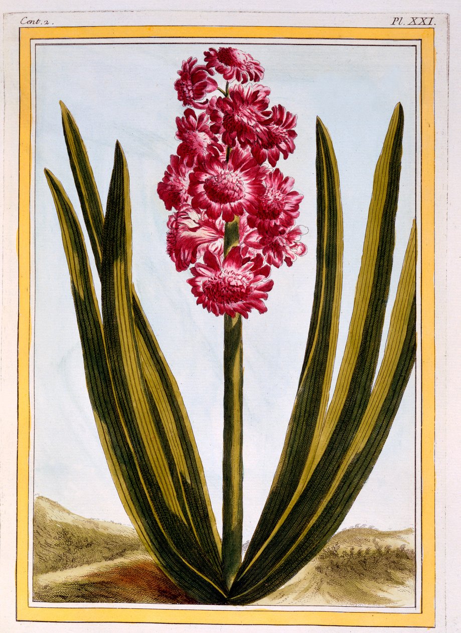 رويال قرمزي ، c.1766 (النقش اليدوي) بواسطة بيير جوزيف بوشوز