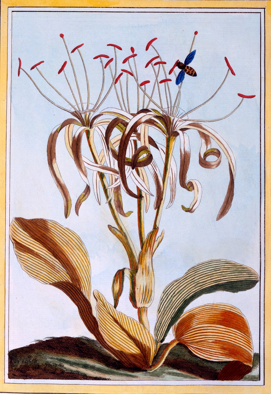 Sea Daffodil ، c.1776 (النقش اليدوي) بواسطة بيير جوزيف بوشوز