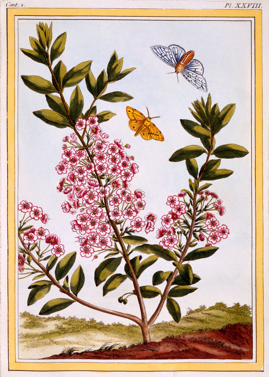 غار الأغنام (Kalmia augustifolia) ، c.1766 (النقش الملون) بواسطة بيير جوزيف بوشوز