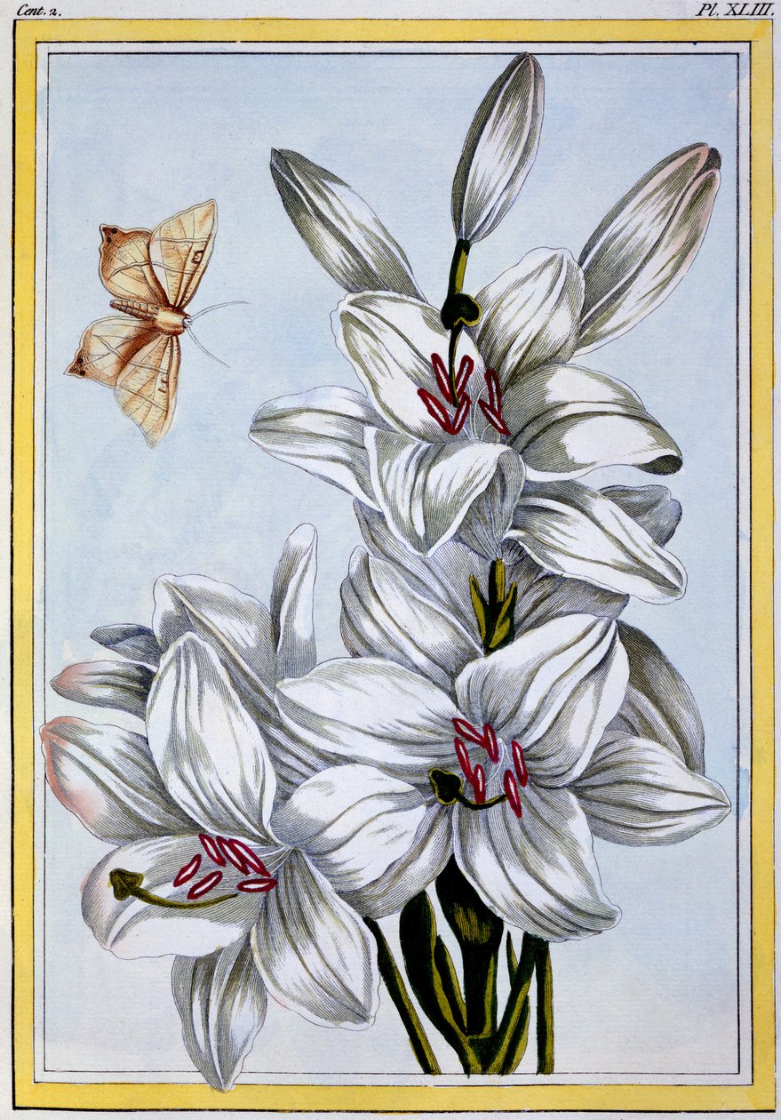 الزنبق الأبيض العظيم ، c.1766 (النقش اليدوي) بواسطة بيير جوزيف بوشوز