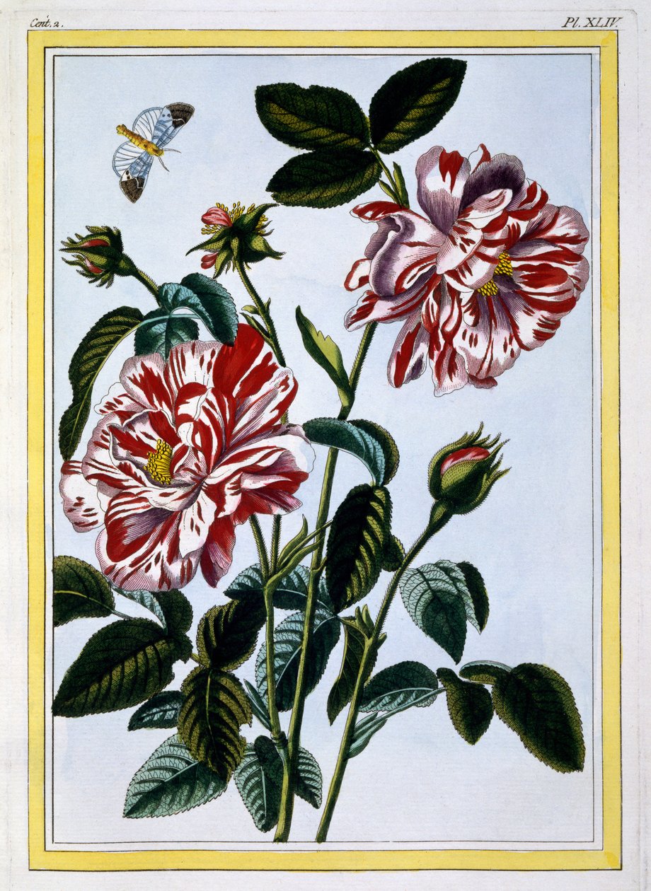 وردة إنجلترا المتنوعة ؛ ربما في الواقع روزا جاليكا ، c.1766 (النقش اليدوي) بواسطة بيير جوزيف بوشوز