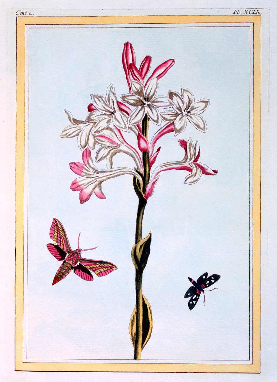 مسك الروم ، c.1766 (النقش اليدوي) بواسطة بيير جوزيف بوشوز