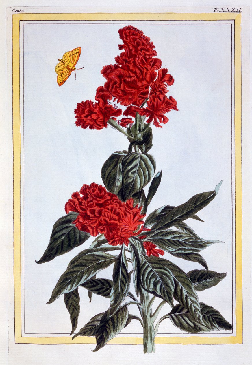 مجموعة متنوعة من Amaranthus ، c.1766 (النقش اليدوي) بواسطة بيير جوزيف بوشوز