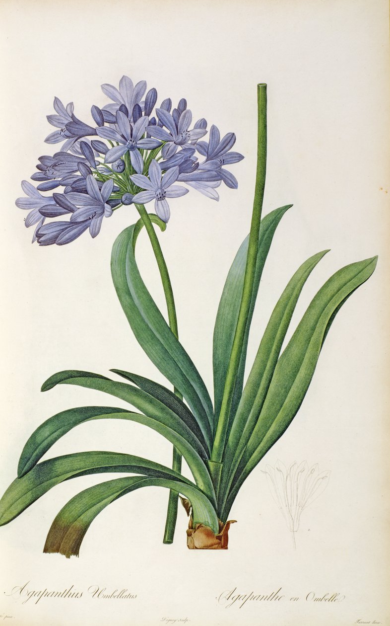 Agapanthus umbrellatus ، من `` Les Liliacees &39;&39; بواسطة Pierre Redoute ، 8 مجلدات ، تم نشرها في 1805-1616 ، بواسطة بيير جوزيف ريدوت