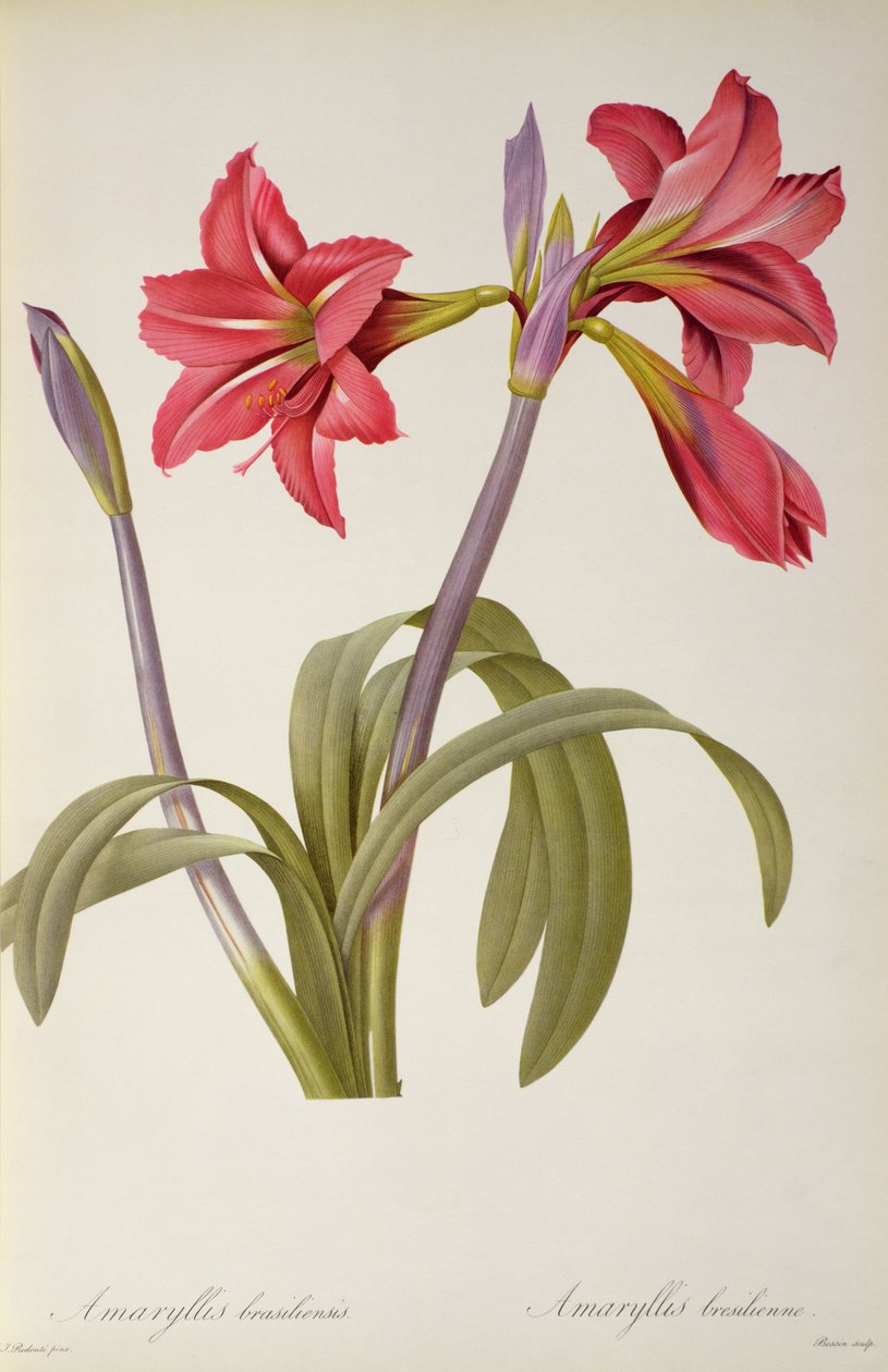 Amaryllis Brasiliensis ، من `` Les Liliacees &39;&39; بواسطة Pierre Redoute ، 8 مجلدات ، تم نشرها في 1805-1616 ، بواسطة بيير جوزيف ريدوت