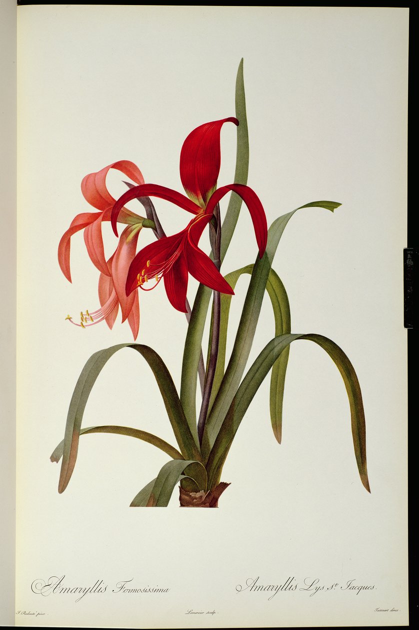 Amaryllis Formosissima ، 1808 ، من `` Les Liliacees &39;&39; بواسطة Pierre Redoute ، 8 مجلدات ، تم نشرها في 1805-1616 ، بواسطة بيير جوزيف ريدوت