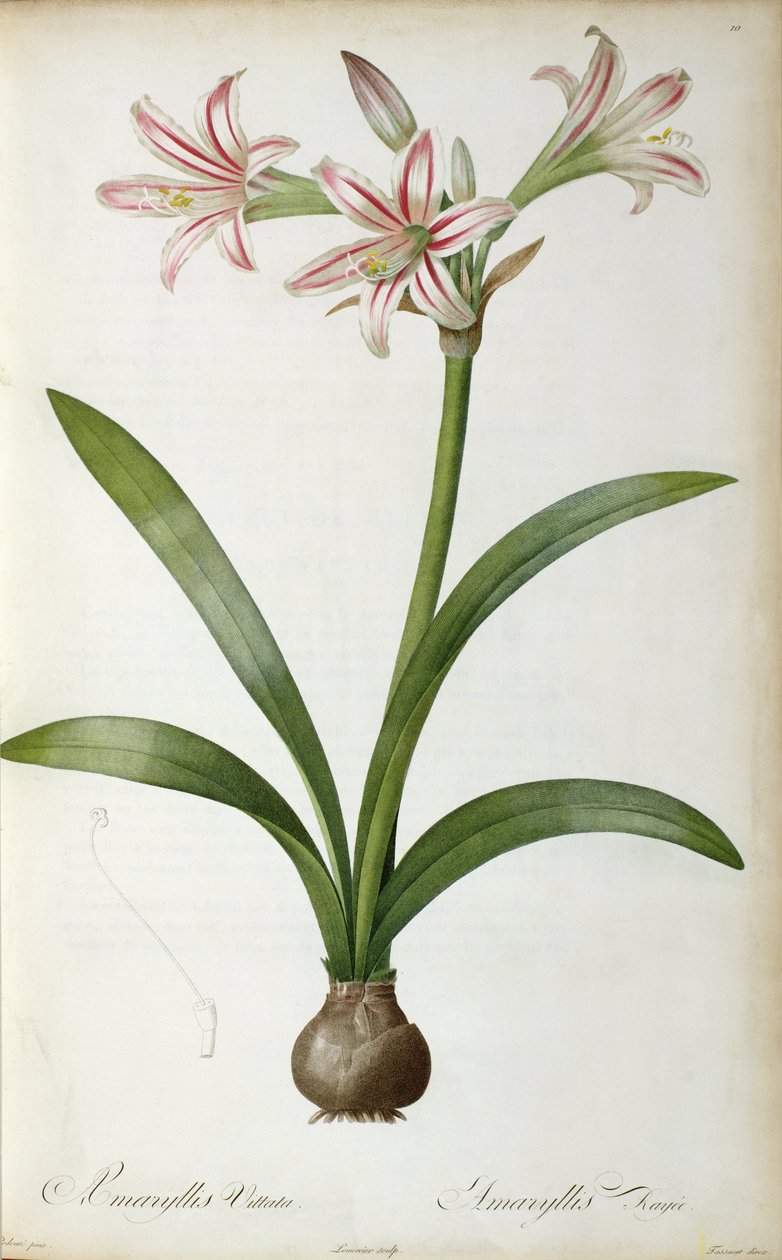 Amaryllis Vittata ، من `` Les Liliacees &39;&39; بواسطة Pierre Redoute ، 8 مجلدات ، تم نشرها في 1805-1616 ، بواسطة بيير جوزيف ريدوت