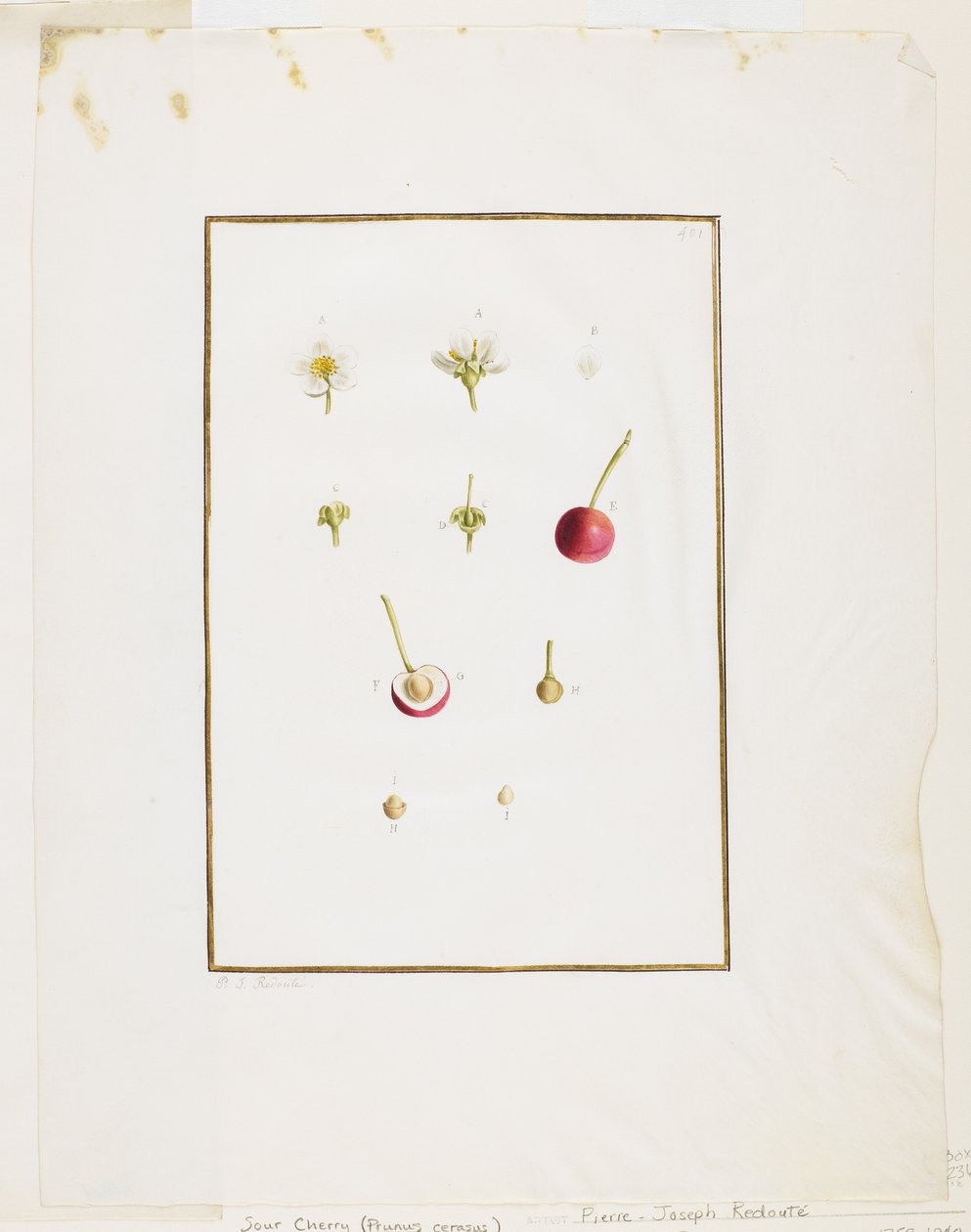تشريح نباتي: الكرز الحامض (Prunus cerasus) ، ج. 1778-90 (مرحاض وجرافيت على ورق) بواسطة بيير جوزيف ريدوت