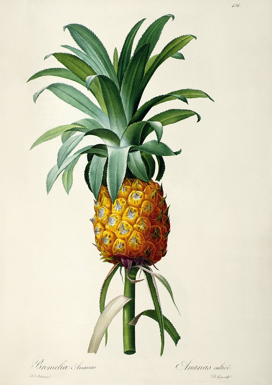 بروميليا الأناناس من فيلم Les Bromeliacees بواسطة بيير جوزيف ريدوت