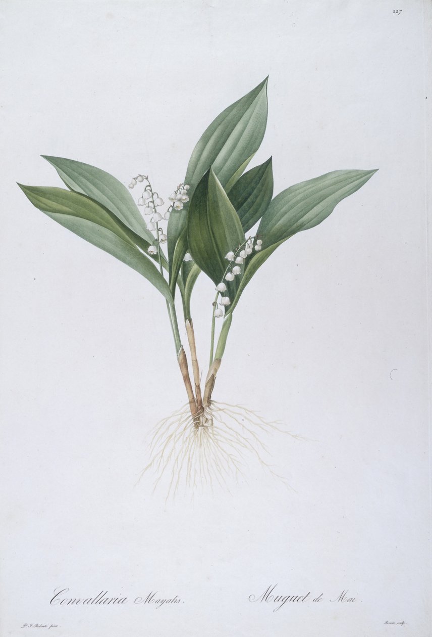كونفالاريا ماجاليس (زنبق الوادي) ، 1808 بواسطة بيير جوزيف ريدوت