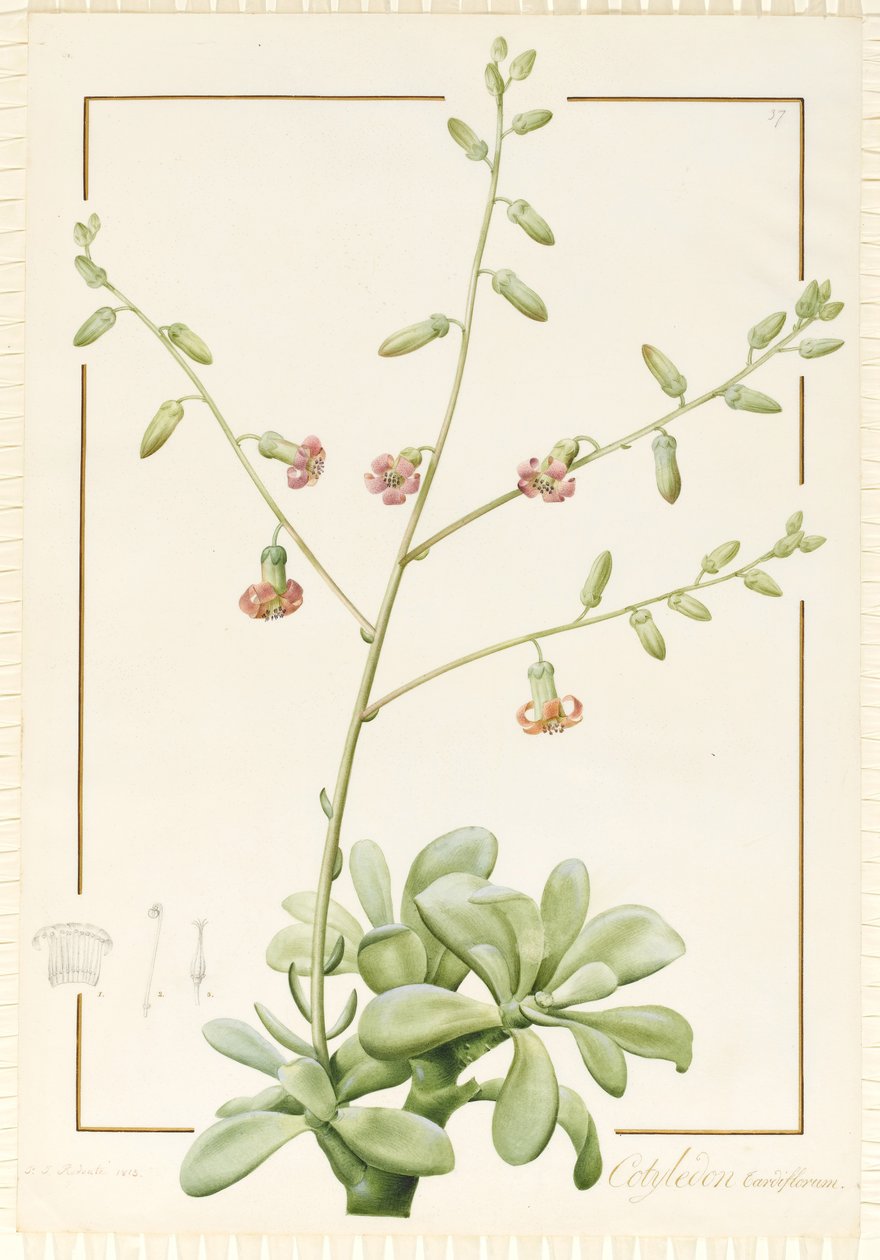 Cotyledon Cardiflorum ، 1813 (مرحاض وجسم ملون فوق الجرافيت على الرق) بواسطة بيير جوزيف ريدوت