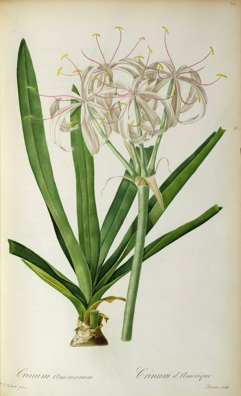 Crinum Americanum ، من `` Les Liliacees &39;&39; ، 1805-16 بواسطة بيير جوزيف ريدوت