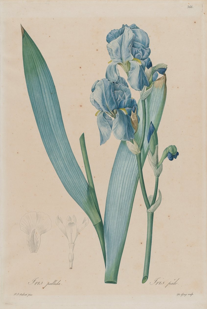 الدلماسية إيريس (Iris pallida) ، اللوحة 366 ، المجلد. 7 من Pierre-Joseph Redouté، Les Liliacées، Paris 18 ... بواسطة بيير جوزيف ريدوت