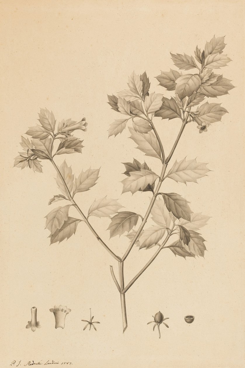Desfonainia Spinosa ، 1787 (نقطة الفرشاة وغسل رمادي على ورق ، موضوعة على البطاقة) بواسطة بيير جوزيف ريدوت
